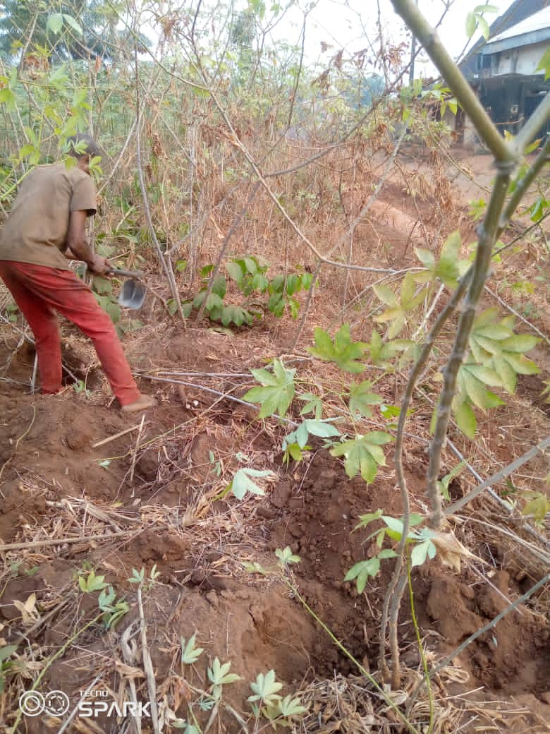 HEARTBROKEN NNEWI FARMER WEEPS UNCONTROLLABLY AFTER STATE GOVERNMENT DEMOLISHED HIS CASSAVA FARM