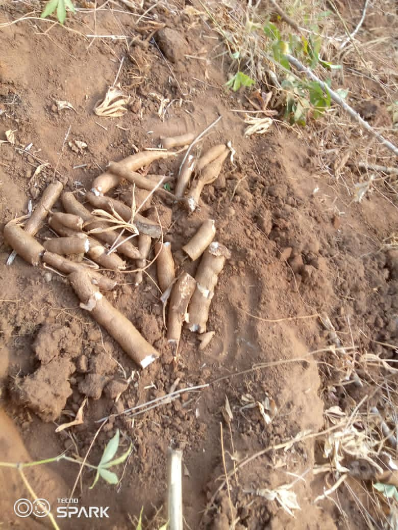 HEARTBROKEN NNEWI FARMER WEEPS UNCONTROLLABLY AFTER STATE GOVERNMENT DEMOLISHED HIS CASSAVA FARM