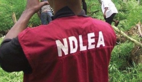 NDLEA Seizes 2.05 Tons of Hard Drugs and Arrests 223 Suspects in Cross River