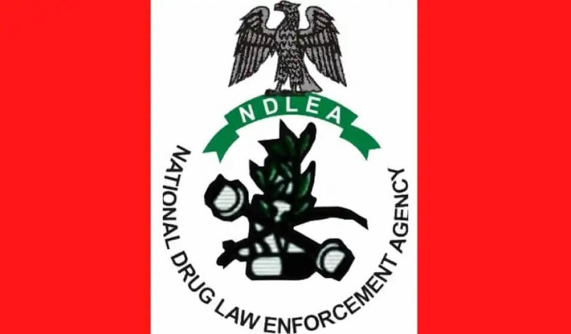 NDLEA Issues Wanted Notice for Former Beauty Queen; Arrests Brazil Returnee