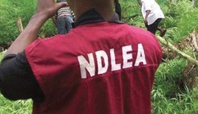 NDLEA Apprehends Terrorists' Supplier, Seizes 7.6 Tons of Illegal Drugs